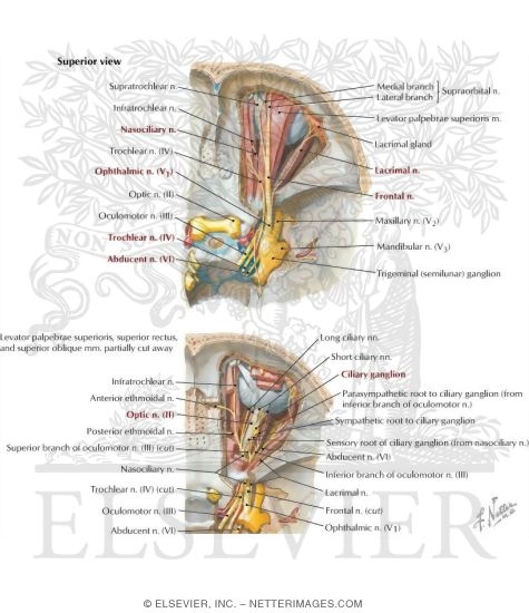 Watermarked preview of labeled image: Nerves of Orbit