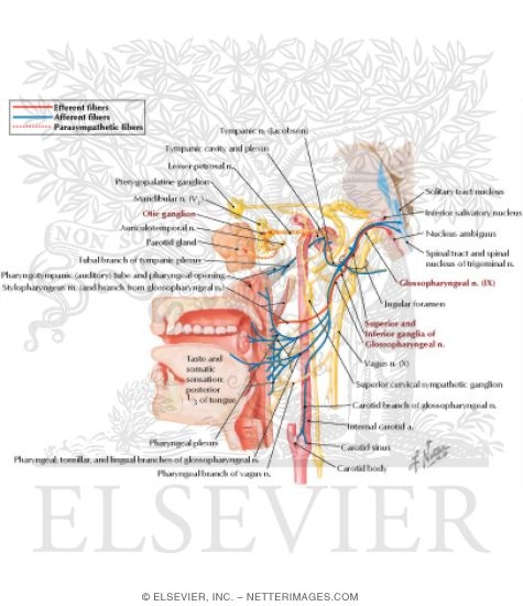 Glossopharyngeal Nerve (IX) and Otic Ganglion