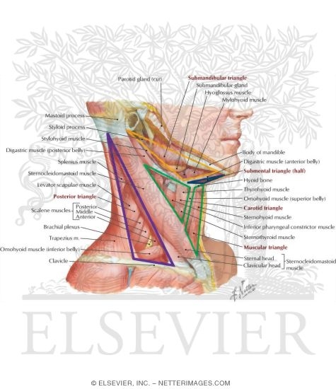 Muscles of Neck: Lateral View