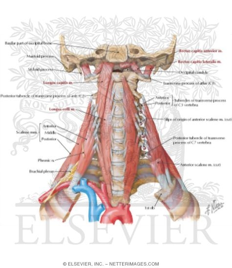 Watermarked preview of labeled image: Scalene and Prevertebral Muscles