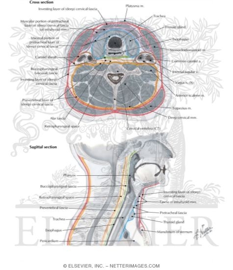 Fascial Layers of Neck