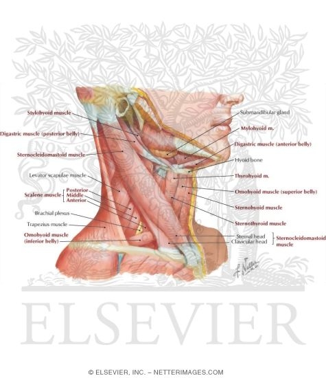 Watermarked preview of labeled image: Muscles of Neck: Lateral View