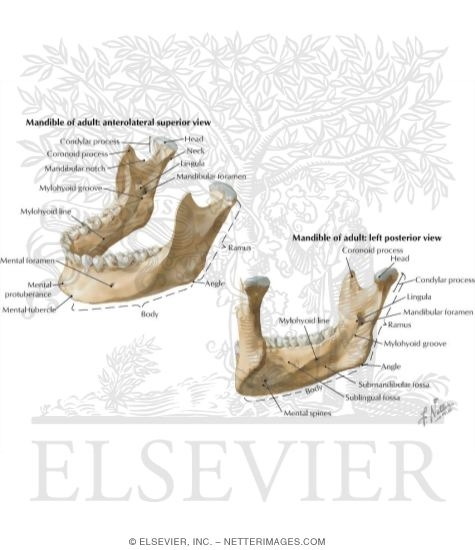 Skull: Mandible