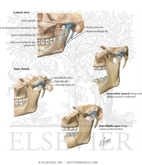 Watermarked preview of labeled image: Skull: Temporomandibular Joint