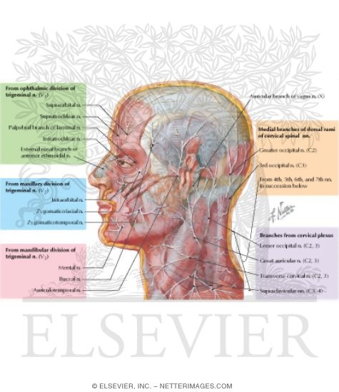 Watermarked preview of labeled image: Face and Scalp: Cutaneous Nerves