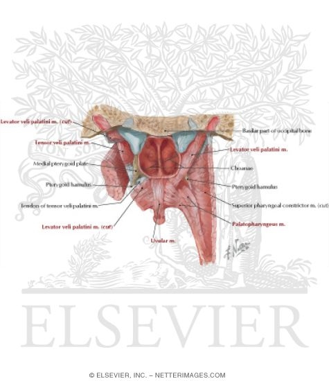 Watermarked preview of labeled image: Oral Cavity: Palate