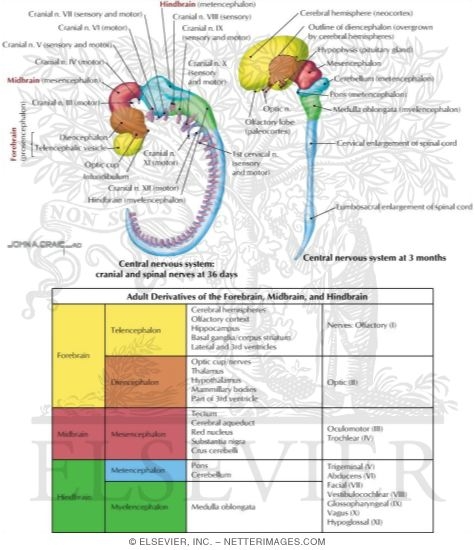 Embryology: Brain Development