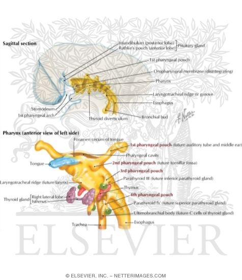 Embryology: Pharyngeal Pouch Derivatives