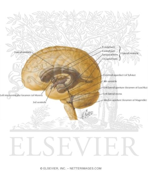 Ventricles of Brain