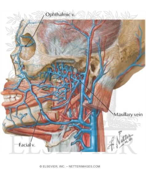 Vascular Supply of the Face: Venous Drainage