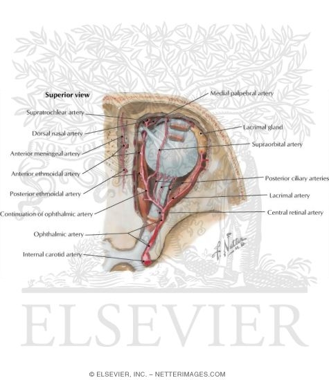 Watermarked preview of labeled image: Vascular Supply of the Nasal Cavity