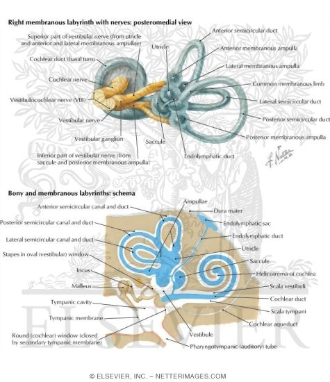 Structures of the Inner Ear