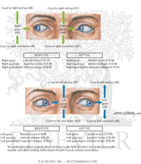 Eye Examination: Components of Eye Movement