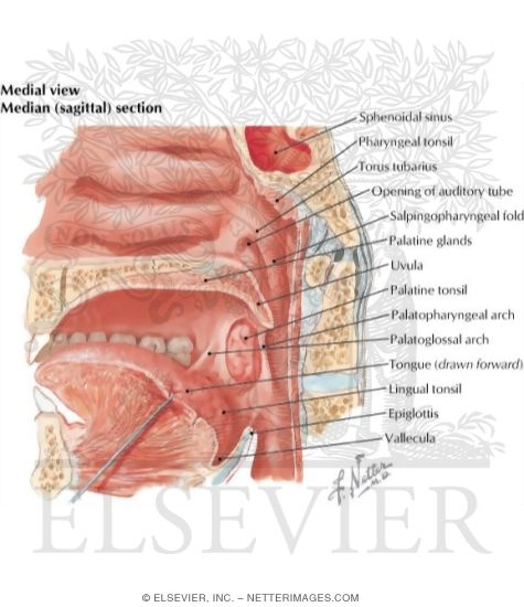 palatine tonsils