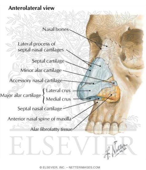 Nose
