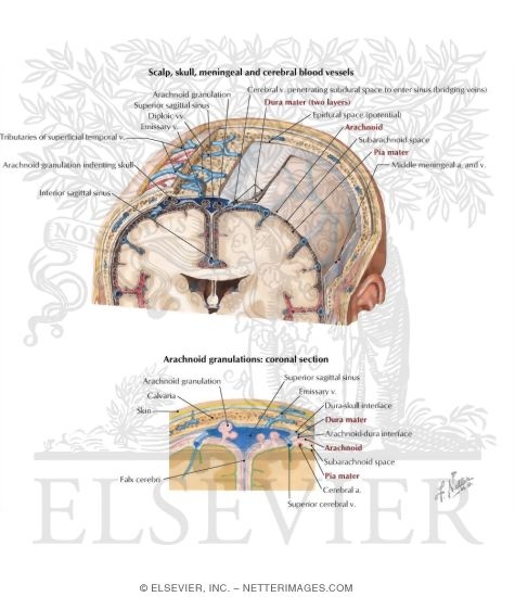 Watermarked preview of labeled image: Relationship of Arachnoid Granulations and the Venous System