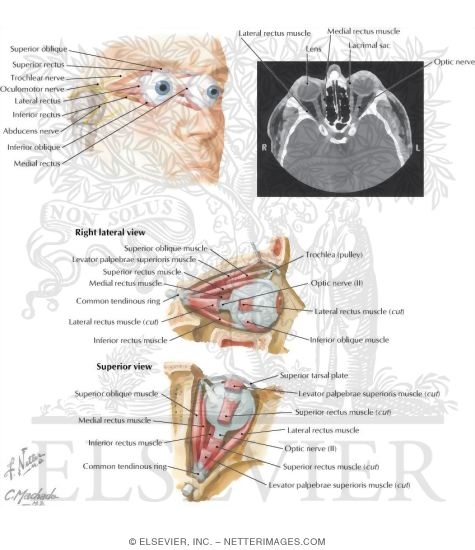Watermarked preview of labeled image: Orbital Muscles