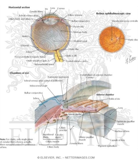 The Eyeball and Retina