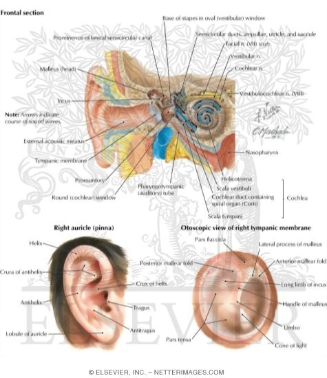 General Anatomy of the Right Ear
