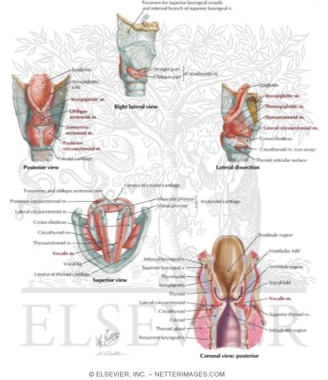 Muscles of the Larynx