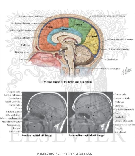 Medial Surface of the Brain: Lobes and Functional Areas