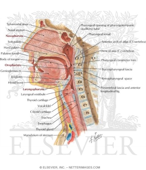 Pharynx: Median Section