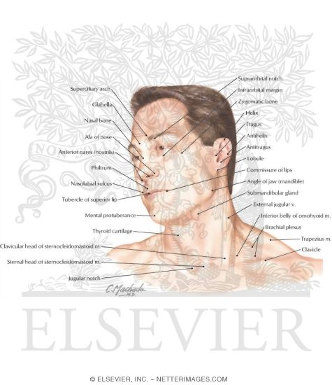 Head and Neck: Surface Anatomy