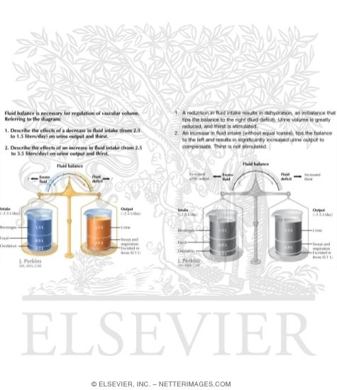 Net Fluid Balance In Fluid Homeostasis