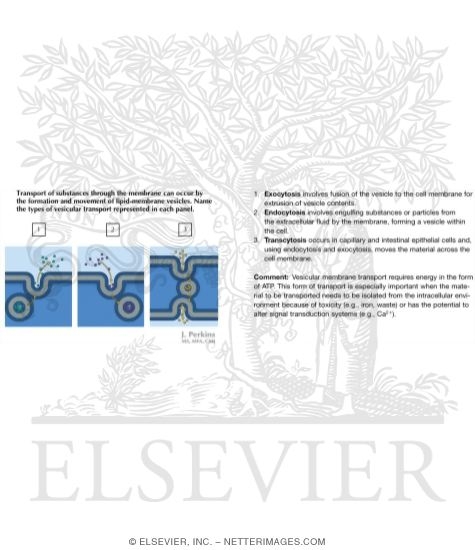 Watermarked preview of labeled image: Vesicular Transport Through the Membrane