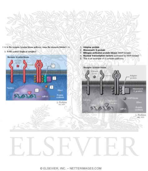 Signal Transduction III: Receptor Tyrosine Kinase Pathway