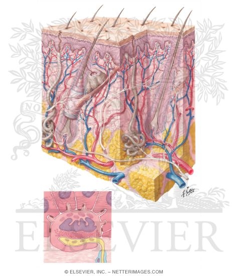 Watermarked preview of unlabeled image: Skin and Cutaneous Receptors