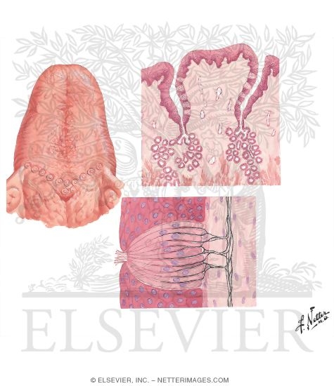 Watermarked preview of unlabeled image: Taste Receptors