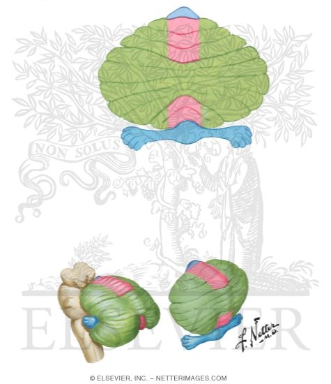Functional Subdivisions of Cerebellum