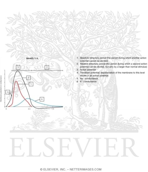 Watermarked preview of labeled image: Action Potential