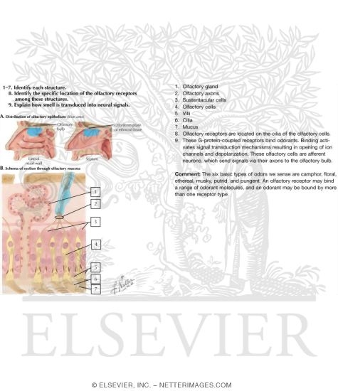 Watermarked preview of labeled image: Olfactory Receptors
