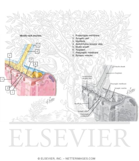 Structure of Neuromuscular Junction