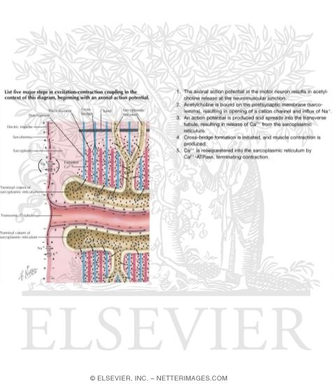 Watermarked preview of labeled image: Initiation of Muscle Contraction by Electric Impulse and Calcium Movement
