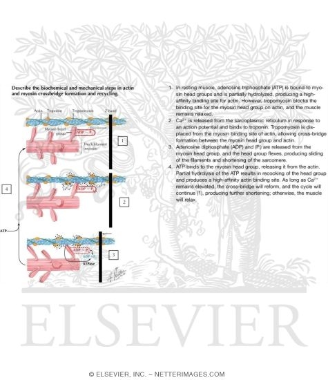 Watermarked preview of labeled image: Biochemical Mechanics of Muscle Contraction