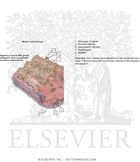 Sarcoplasmic Reticulum and Initiation of Muscle Contraction