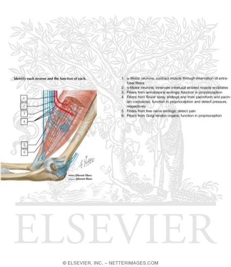 Watermarked preview of labeled image: Muscle and Joint Receptors With Light Micrograph of a Muscle Spindle In Longitudinal Section