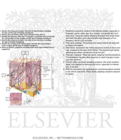 Skin and Cutaneous Receptors