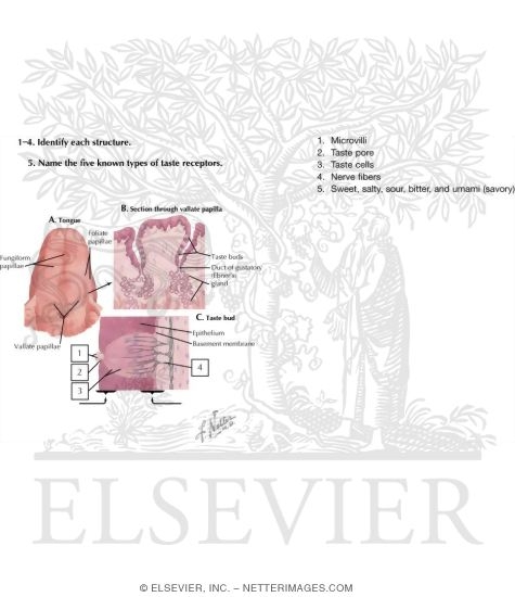 Watermarked preview of unlabeled image: Taste Receptors