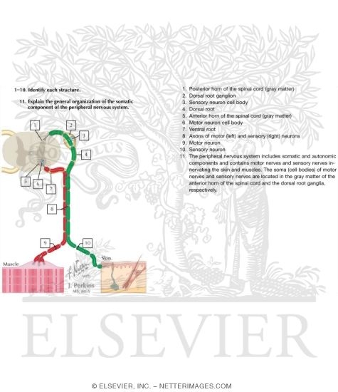 Watermarked preview of labeled image: Peripheral Nervous System