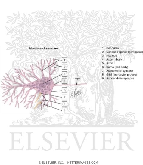 Watermarked preview of labeled image: Neuronal Structure