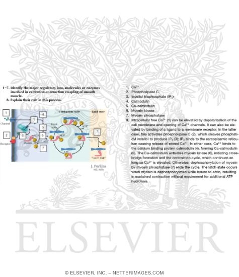 Watermarked preview of labeled image: Excitation and Contraction Coupling of Smooth Muscle