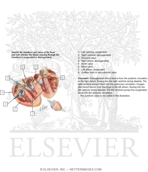 Atria, Ventricles and Interventricular Septum