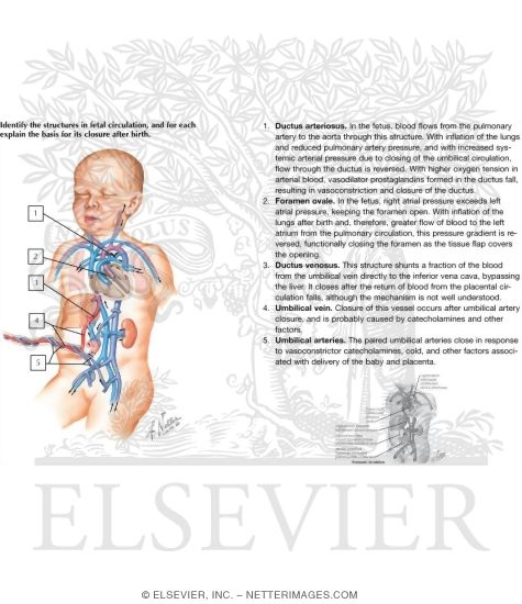 Watermarked preview of unlabeled image: Prenatal Circulation