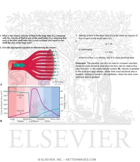 Watermarked preview of labeled image: Relationship Between Velocity of Blood Flow and Cross-sectional Area