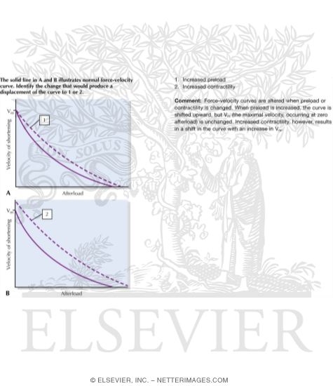 Watermarked preview of labeled image: Force-Velocity Relationship In Cardiac Muscle