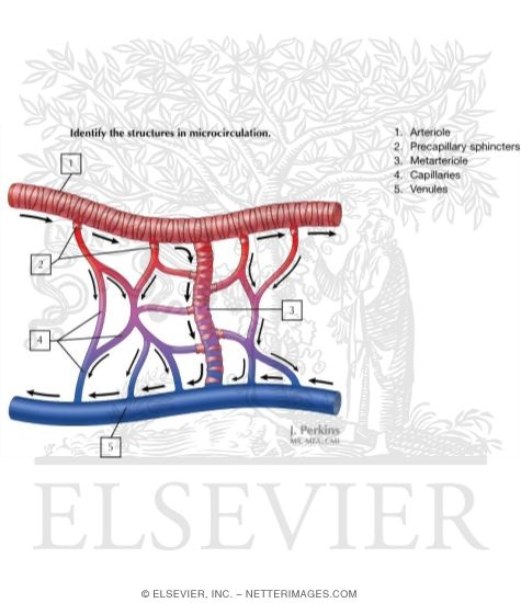 Components of the Microcirculation